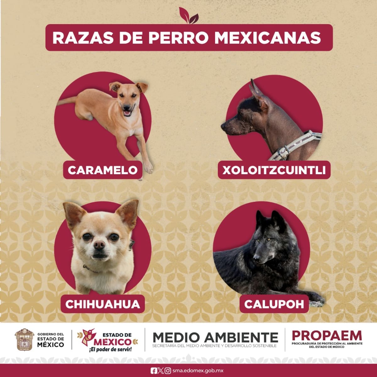 Procuraduría de Protección al Ambiente del Estado de México incluye al “perro caramelo” entre razas representativas y desata debate en redes