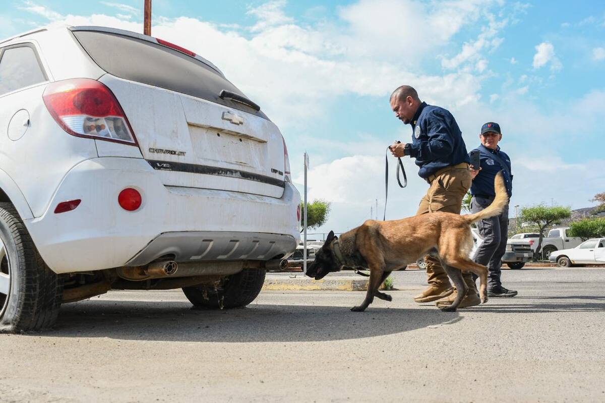 La Unidad K-9 de la Fiscalía General del Estado (FGE) logró la certificación internacional de sus 12 binomios caninos.
