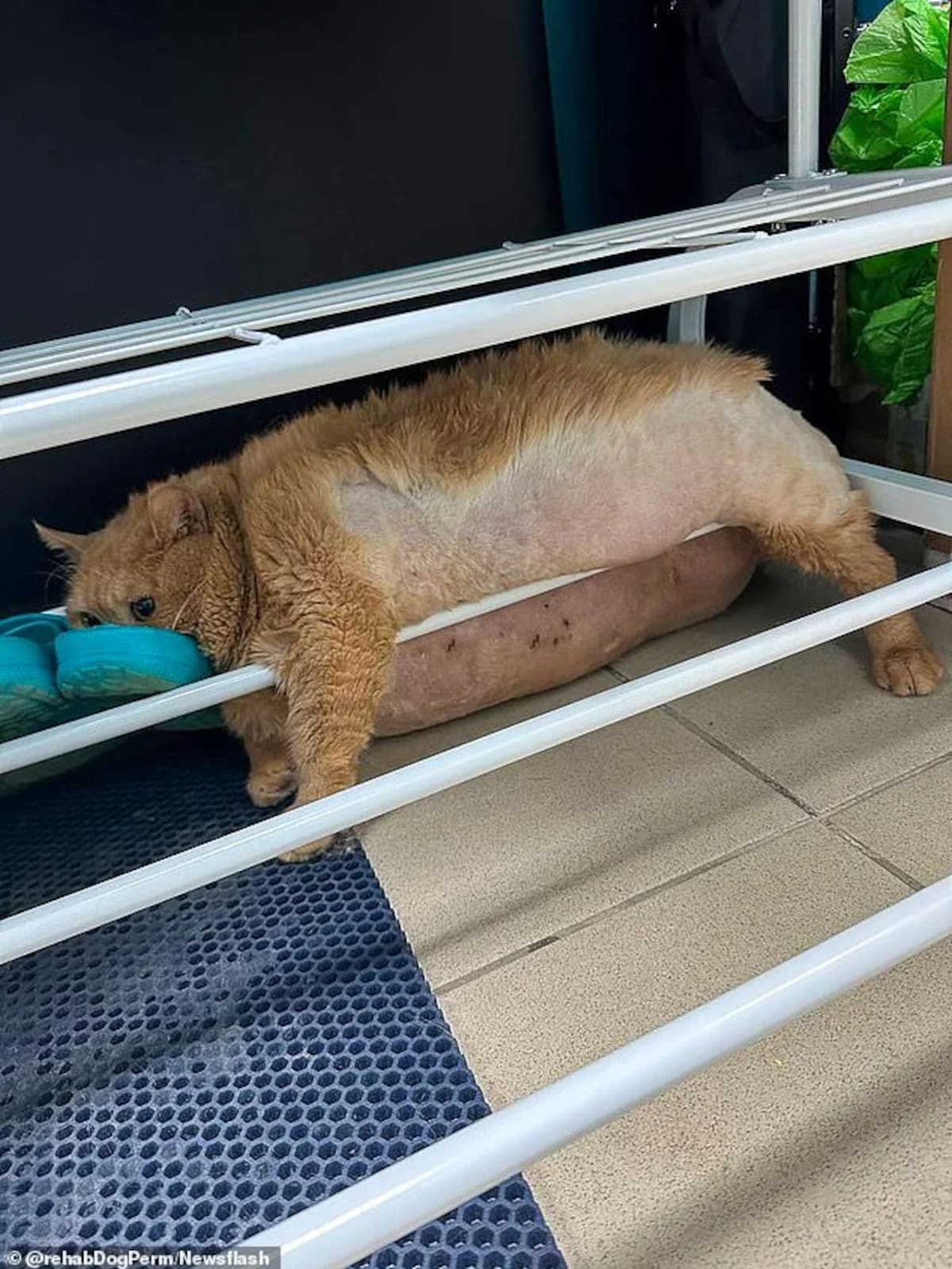 Crumbs, el gato más gordo del mundo, en uno de sus intentos de escape durante su rehabilitación.