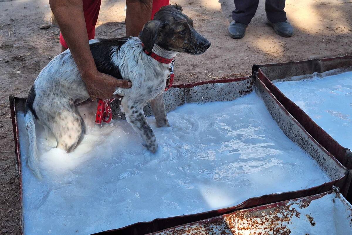 Atienden colonias con presencia de garrapatas en Cajeme