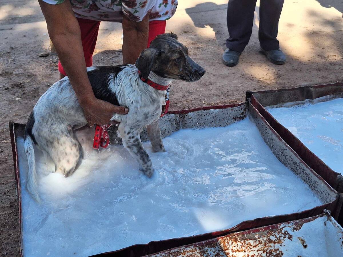Atienden colonias con 
 presencia de garrapatas en Cajeme