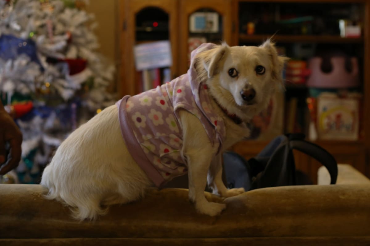 Buscan prohibir la venta de animales en la vía pública en Baja California