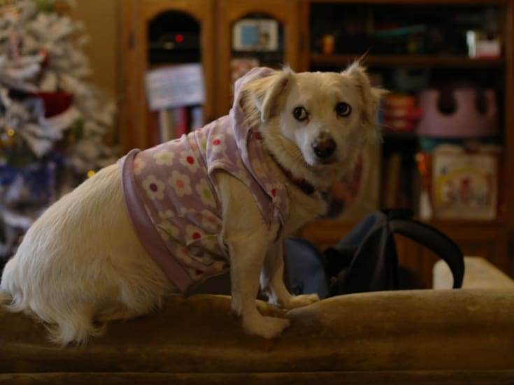 Buscan prohibir la venta de animales en la vía pública en Baja California