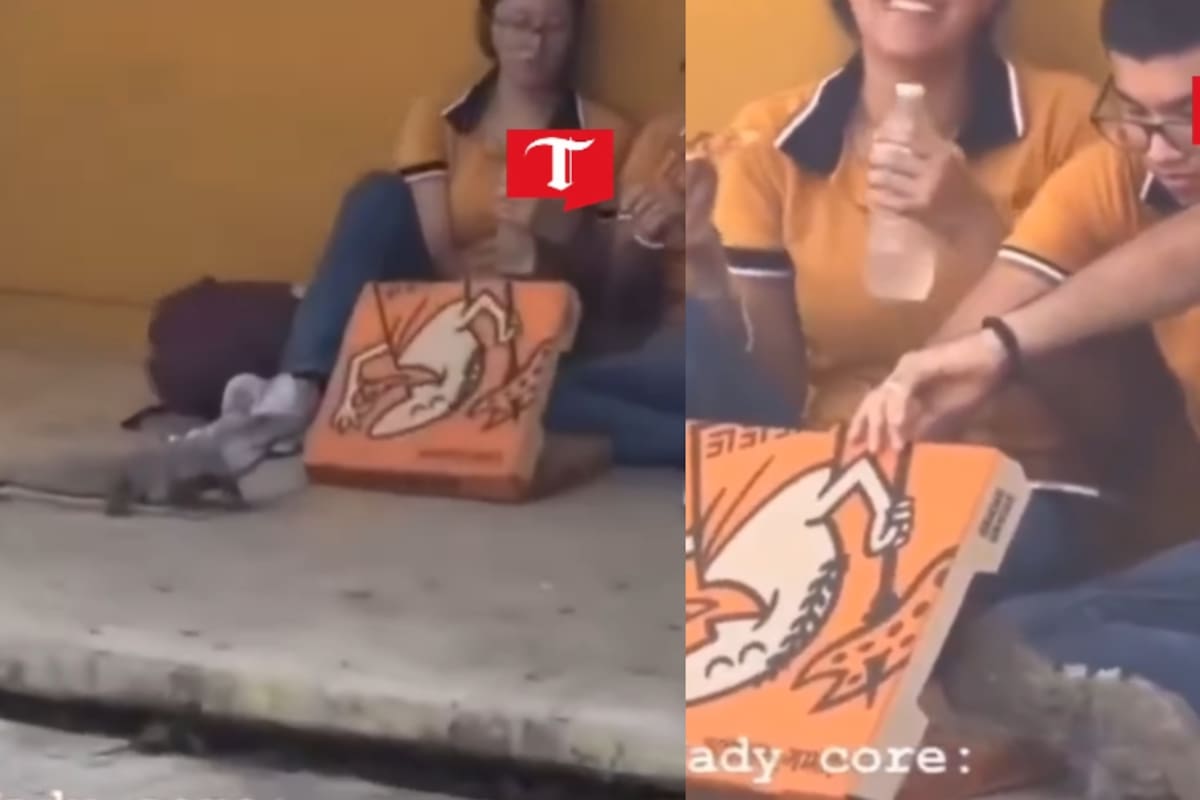 Un gesto tan inesperado como viral: iguana se acerca a pedir pizza a una pareja sentada en la banqueta y termina comiendo con ellos