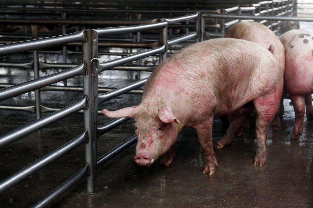 Sonora produce más cerdo, pero gana menos por caída internacional de precios