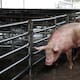 Sonora produce más cerdo, pero gana menos por caída internacional de precios