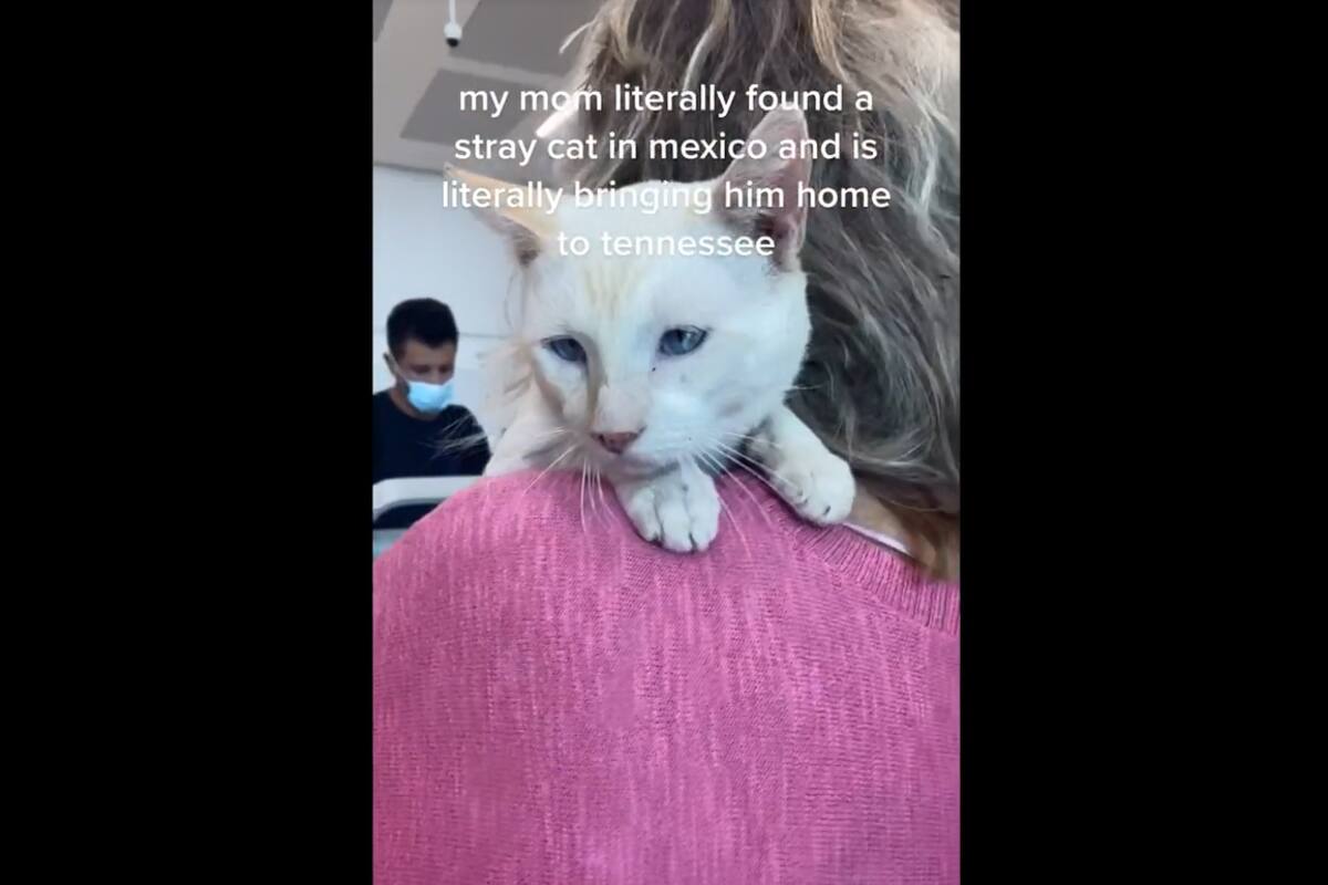 VIDEO TIKTOK: Mujer rescata a gatito y se lo lleva hasta su país