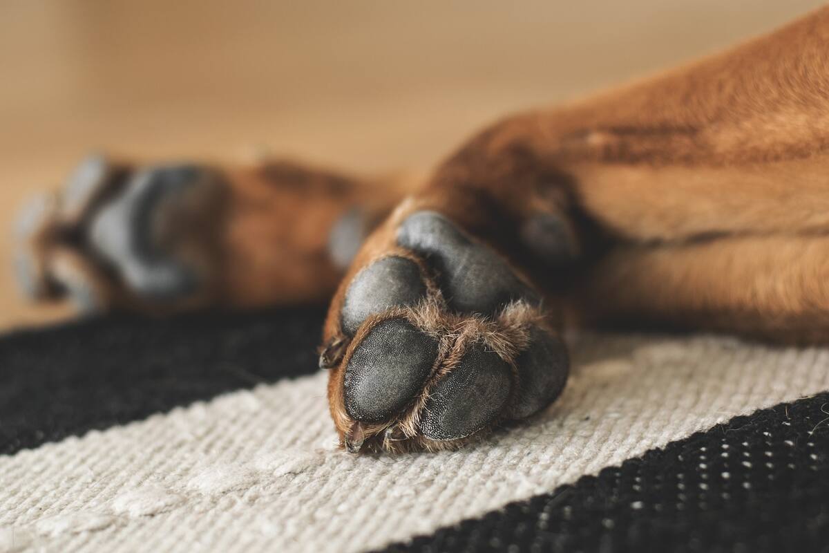 Ahorcan hasta la muerte a dos perritos en Nogales