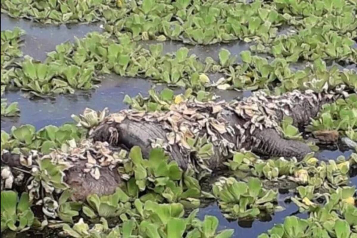 Cocodrilo muere atrapado en llanta en Veracruz