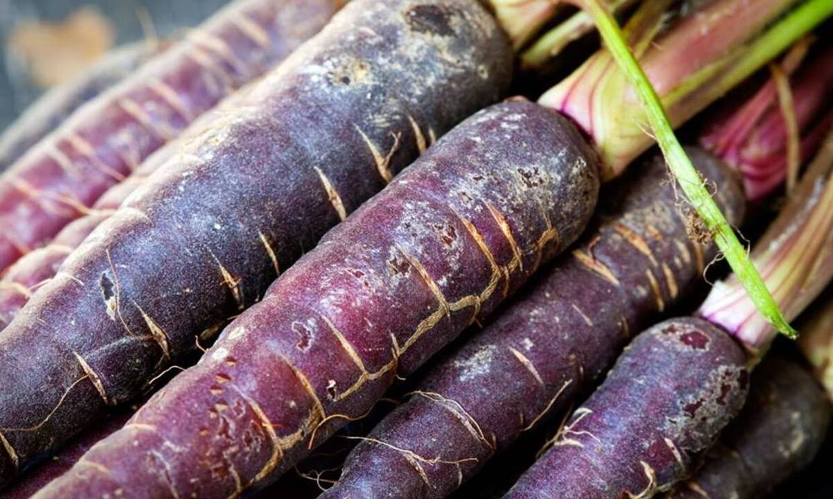 Zanahorias moradas.