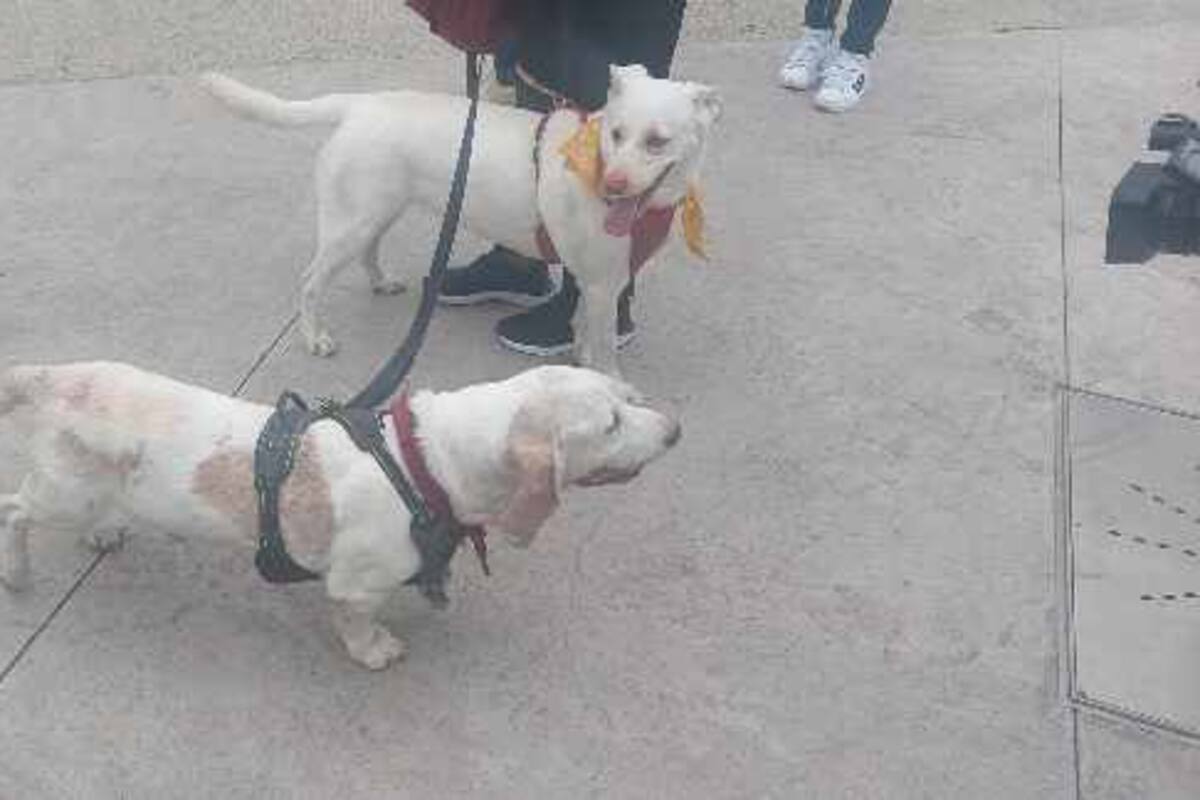 Protestan en contra del maltrato animal en zona centro