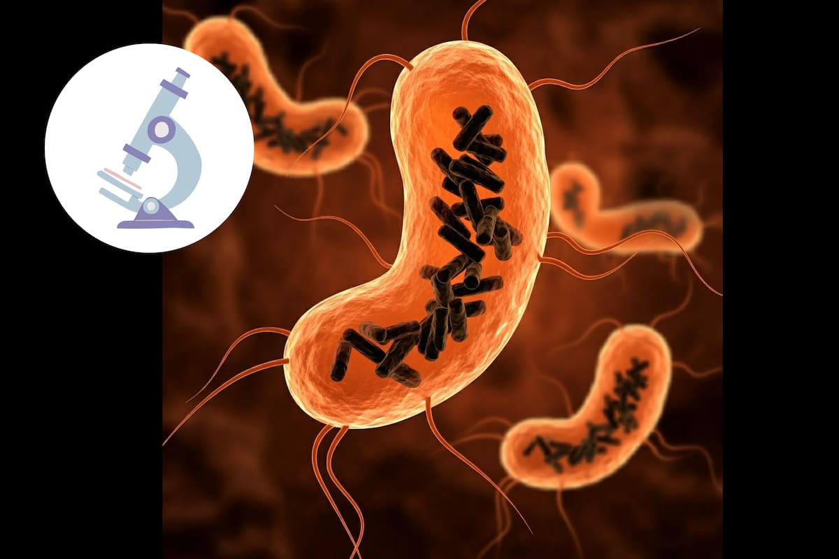 Encuentran nuevo tipo de microorganismo en el cuerpo humano, el ‘Obelisco’