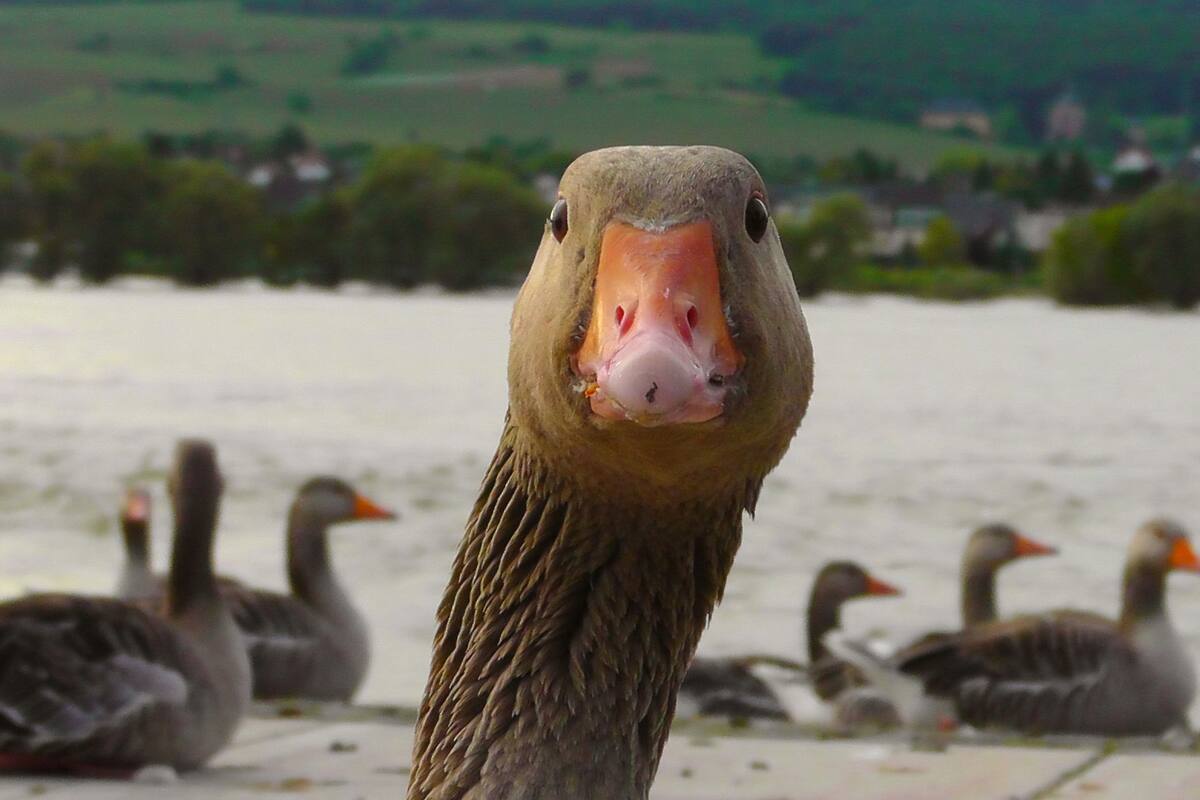Más de 100 gansos y 25 patos son encontrados muertos en un lago de Minnesota