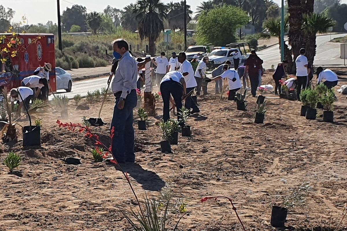 Tiene Mexicali un bajo índice de áreas verdes por habitante: OMS