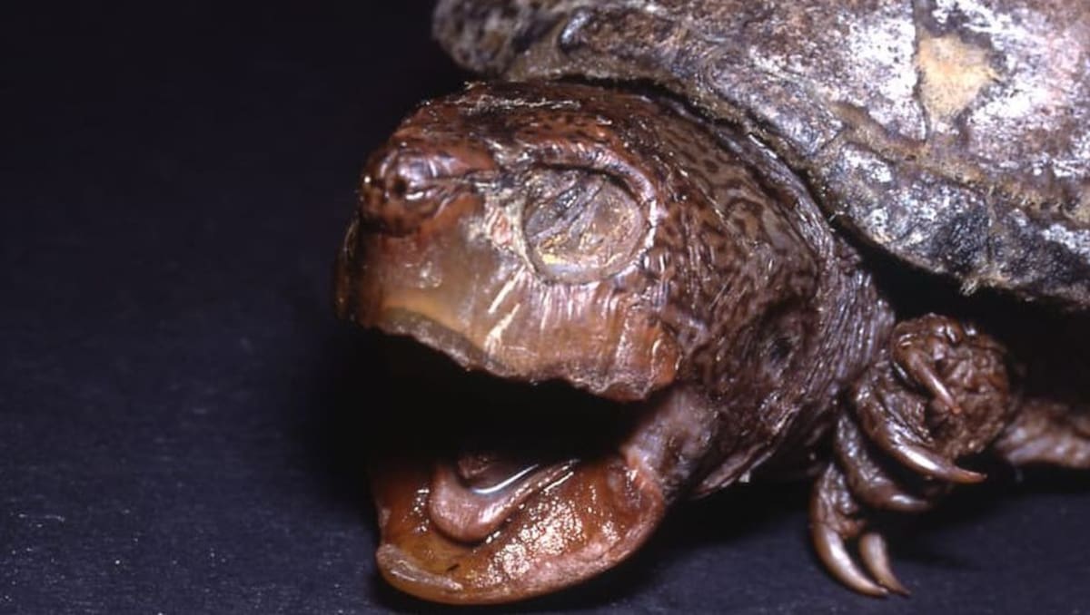 Fotografía de la Tortuga de Fango Desértica.
