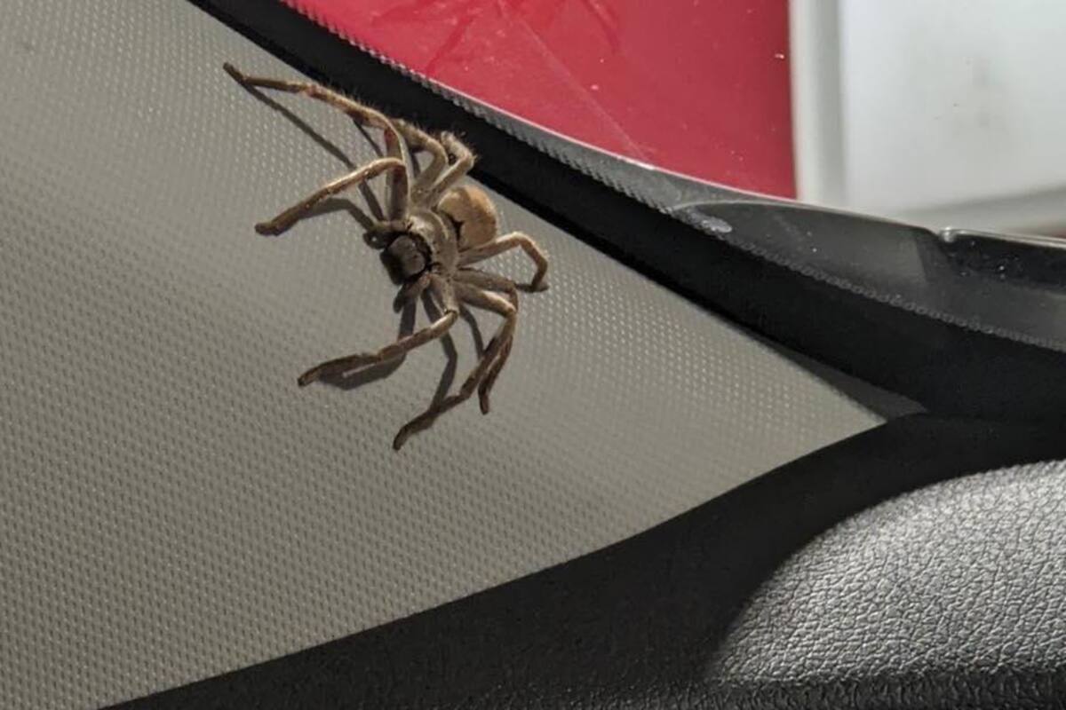 Saca araña de su carro y se lo encuentra después lleno de telarañas