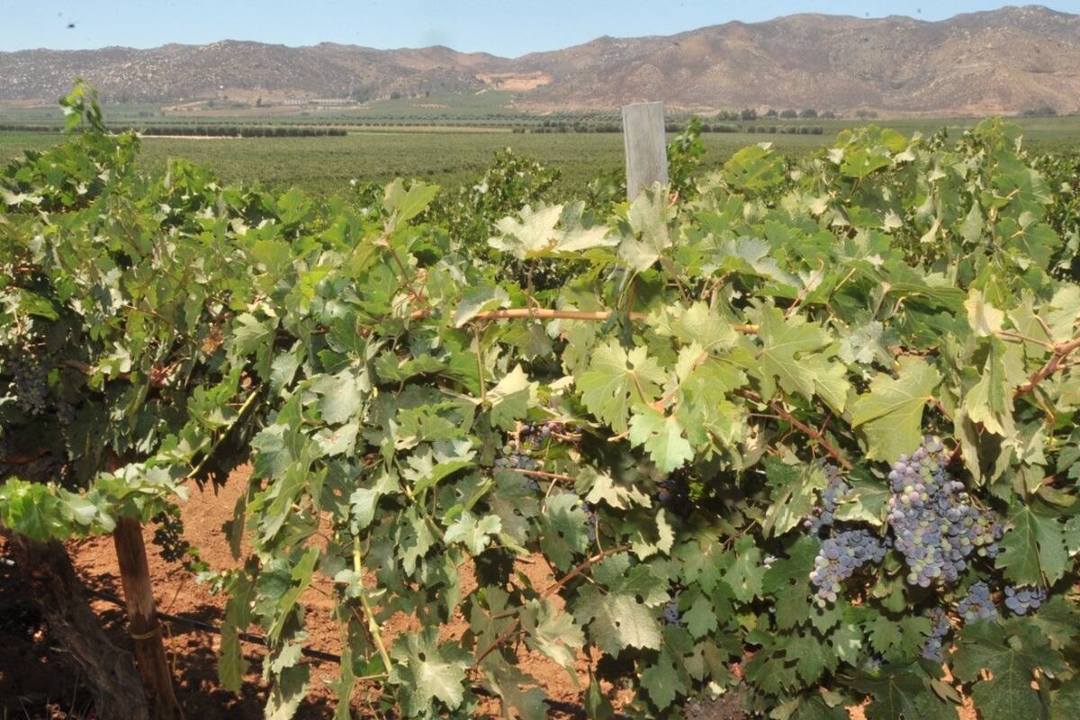 Únicamente 71 empresas del Valle de Guadalupe cumplen con trámites y licencias