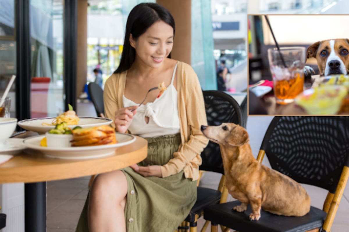 Llevar a tu perro a un lugar pet friendly implica más que permiso: especialistas explican las reglas que debes seguir para evitar riesgos, conflictos y sanciones sociales