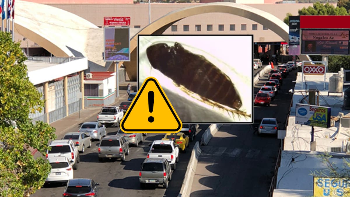 EEUU señaló a México por una “extraña” plaga agrícola que detectó en garita de Nogales, la catalogan como una amenaza potencial