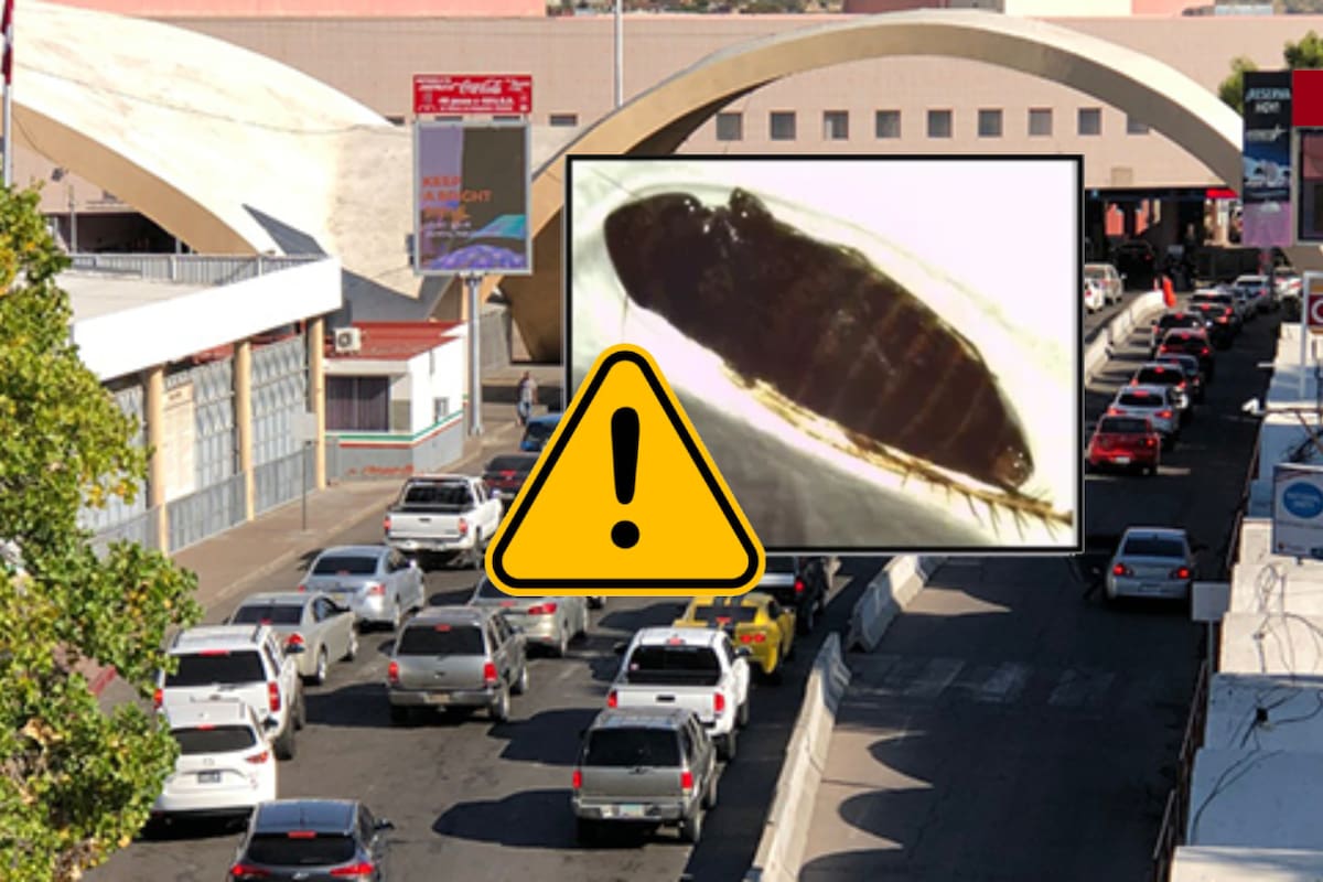 EEUU señaló a México por una “extraña” plaga agrícola que detectó en garita de Nogales, la catalogan como una amenaza potencial