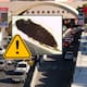 EEUU señaló a México por una “extraña” plaga agrícola que detectó en garita de Nogales, la catalogan como una amenaza potencial