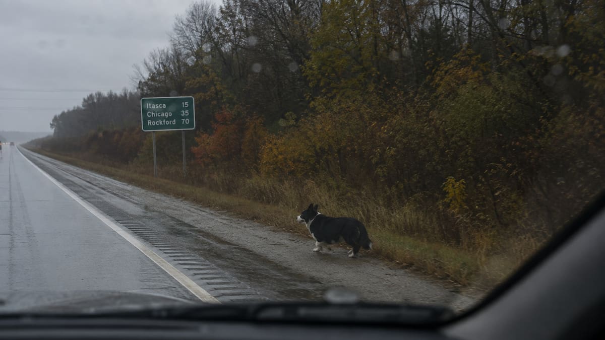 Un corgi desapareció en California durante una tormenta y reapareció dos meses después en Illinois, a más de 3 mil kilómetros de casa, sin que nadie sepa cómo logró recorrer una distancia tan extraordinaria