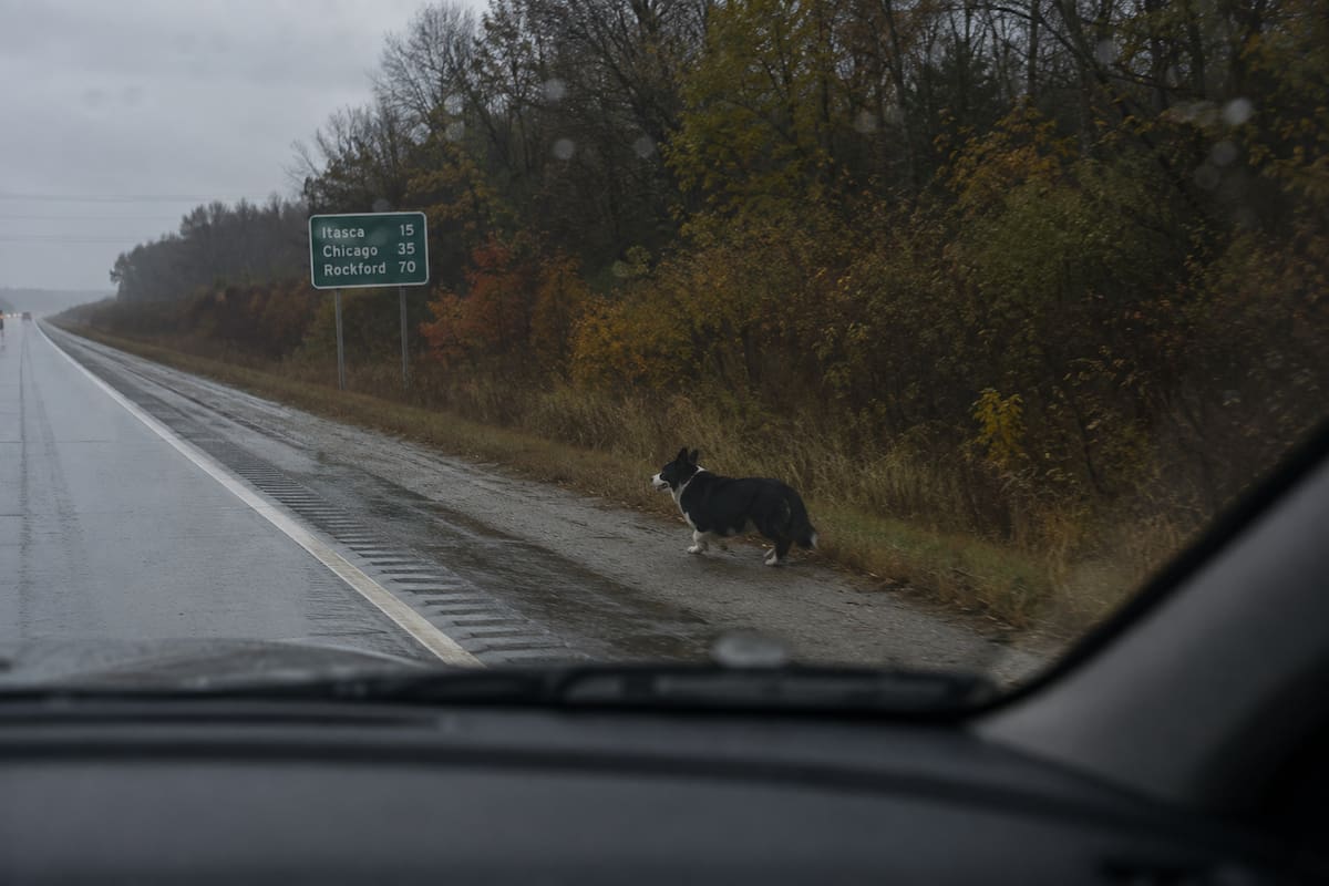 Un corgi llamado Opie desapareció en California durante una tormenta y reapareció dos meses después en Illinois, a más de 3 mil kilómetros de casa, sin que nadie sepa cómo logró recorrer una distancia tan extraordinaria