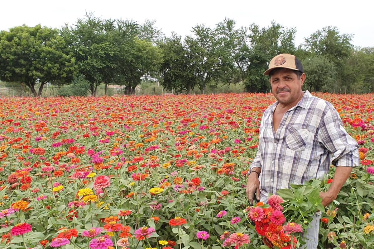 Día de Muertos: Familias cajemenses cultivan bellas y coloridas flores