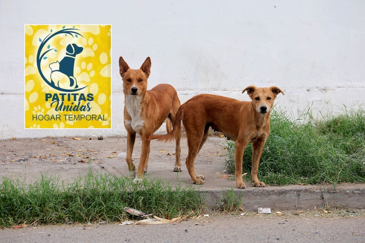 Piden apoyo para alimentar a más de 70 mascotas rescatadas en Hermosillo