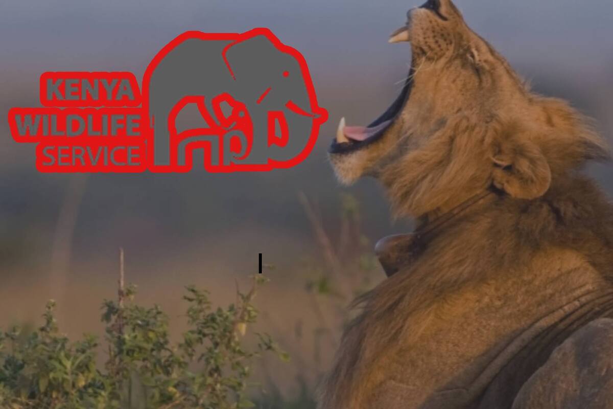 Niña de 14 años muere tras ser atacada por un león cerca del Parque Nacional de Nairobi