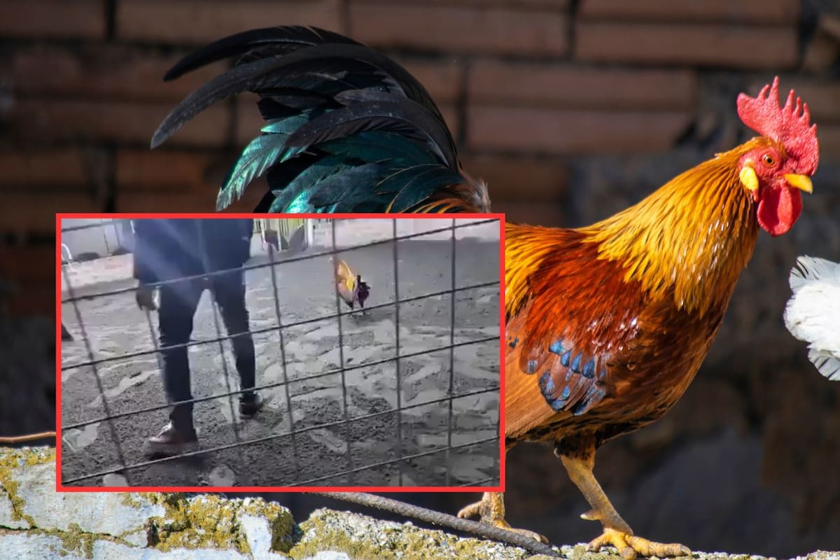 Jorge Luis Castillo, reconocido criador de gallos en Perú, muere al ser atacado por su propio gallo de pelea