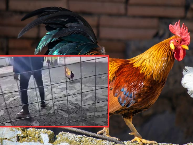 Jorge Luis Castillo, reconocido criador de gallos en Perú, muere al ser atacado por su propio gallo de pelea