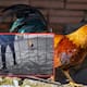 Jorge Luis Castillo, reconocido criador de gallos en Perú, muere al ser atacado por su propio gallo de pelea