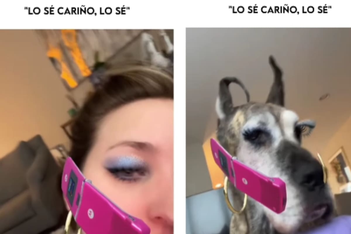 “Es la esposa de Scooby-Doo”: perro interrumpe selfie y el filtro se le pone a él, provocando carcajadas en redes