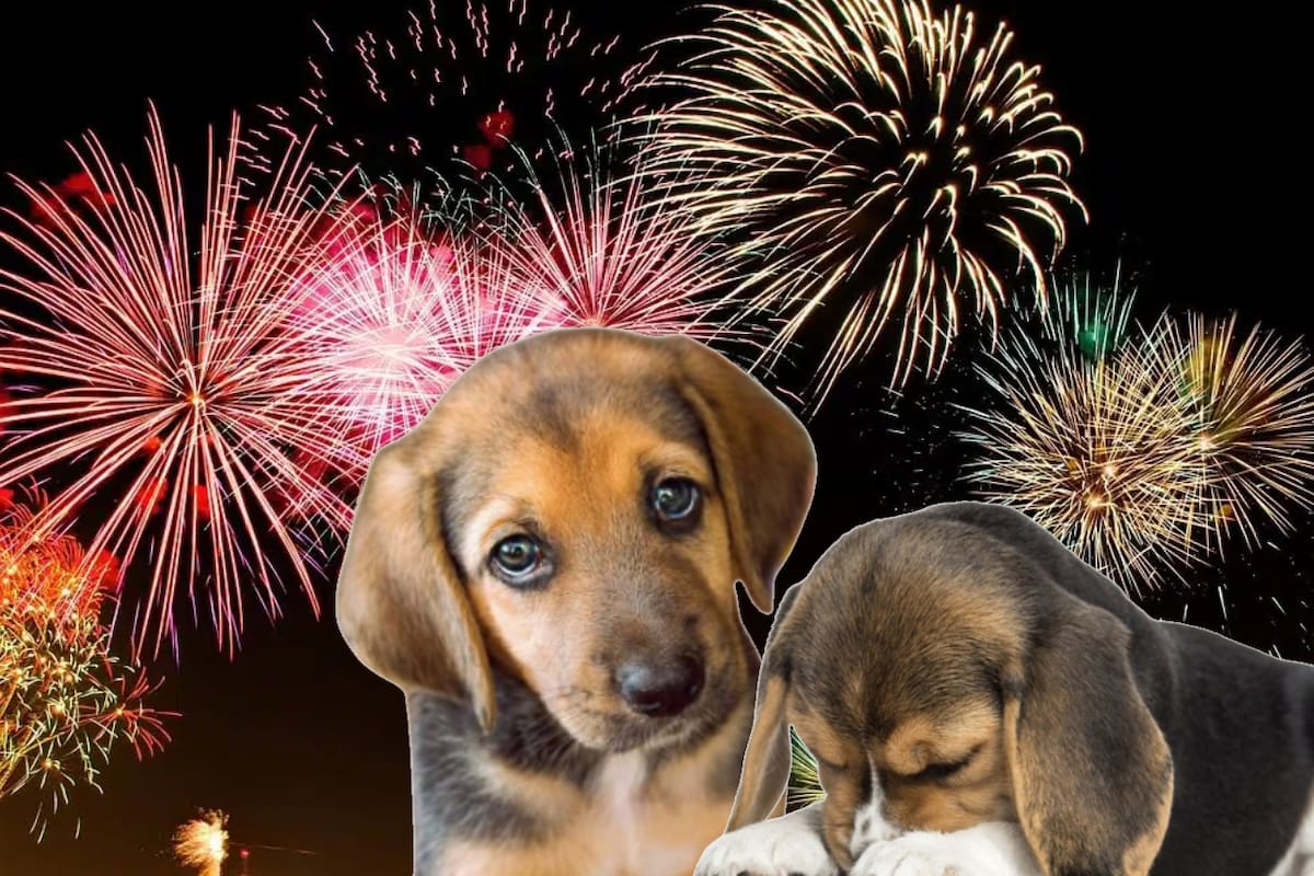 Cómo calmar a tu perro durante fuegos artificiales; conoce el método Tellington Ttouch