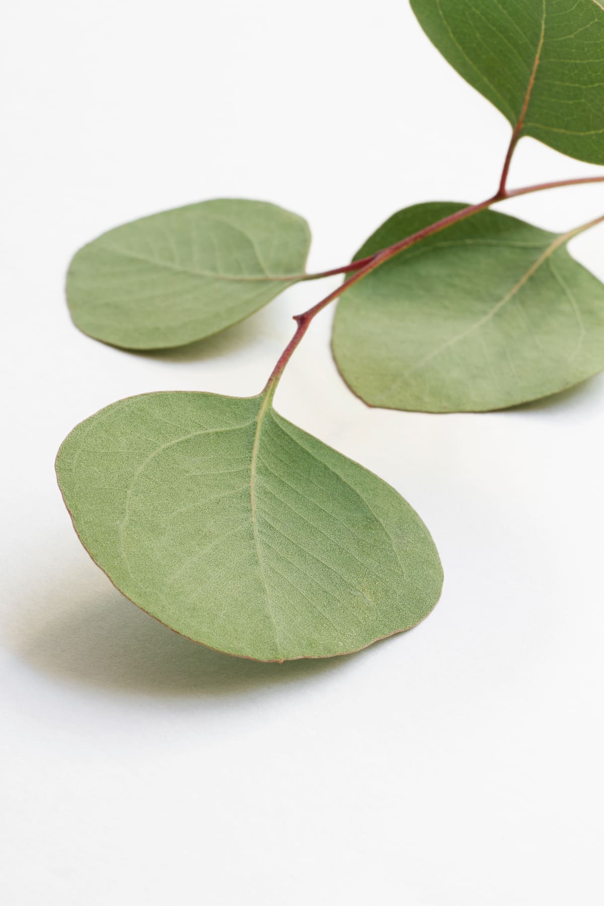 Eucalipto | Foto: Freepik