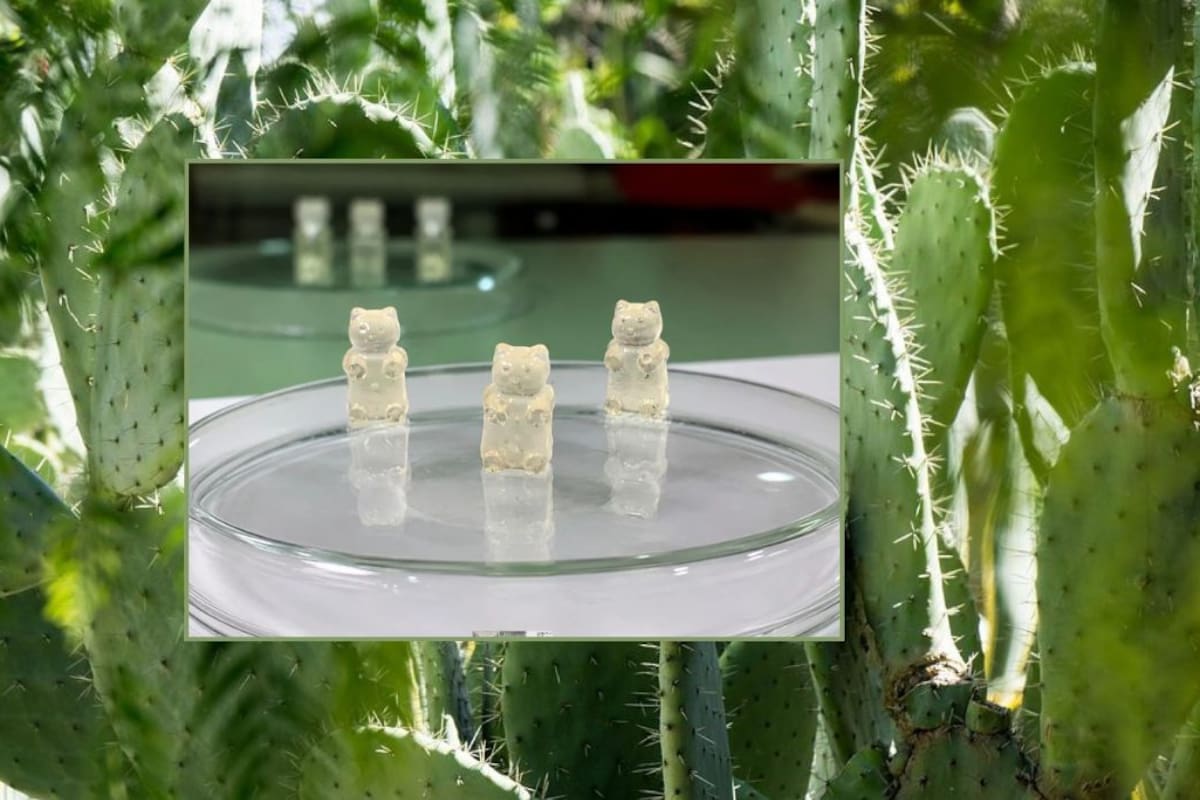 “Pueden inhibir el crecimiento de células cancerígenas”: Jóvenes chilenas crean gomitas con nopal