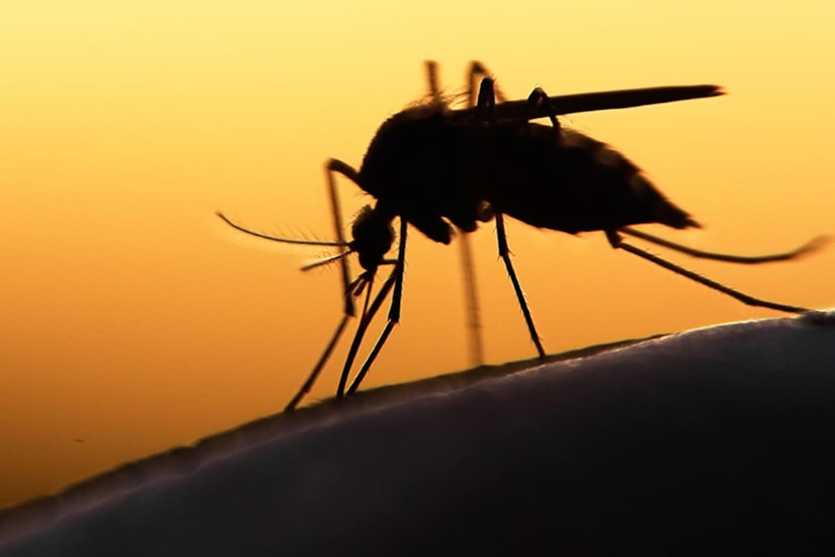 El fármaco que mata mosquitos con sangre humana y combate la malaria