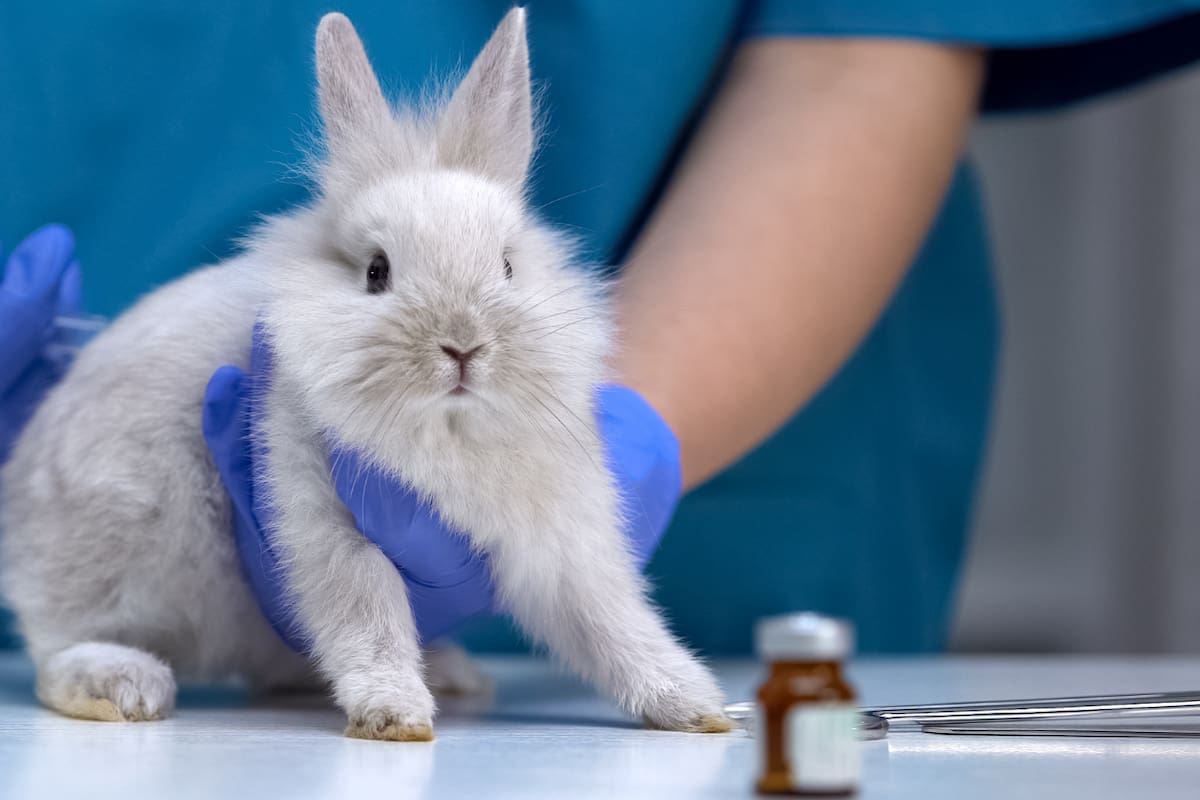 México se convierte en el primer país de norteamérica en prohibir pruebas cosméticas en animales