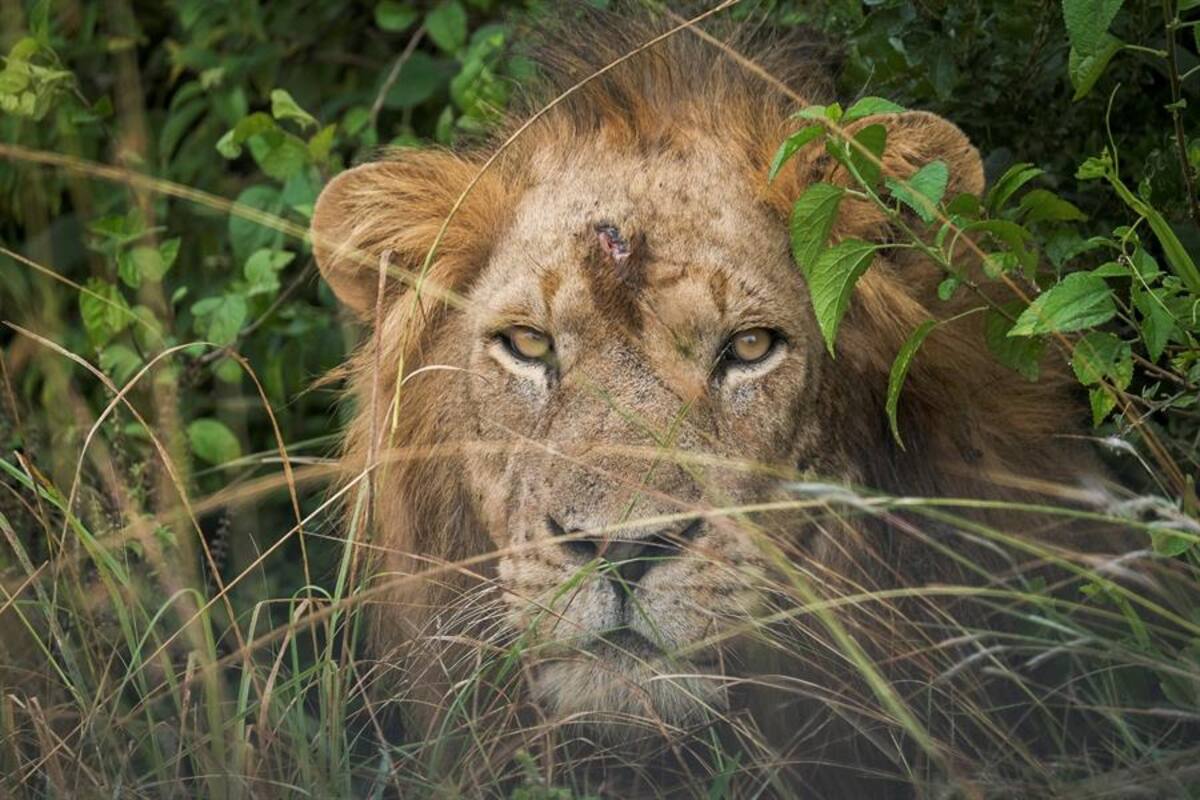 Encuentran seis cadáveres de leones en un parque nacional de Uganda