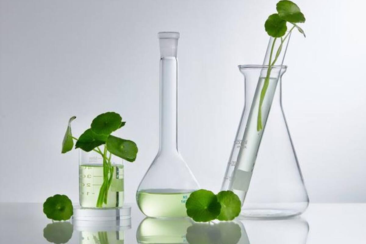 ¿Conoces la planta milenaria para el cuidado de la piel?