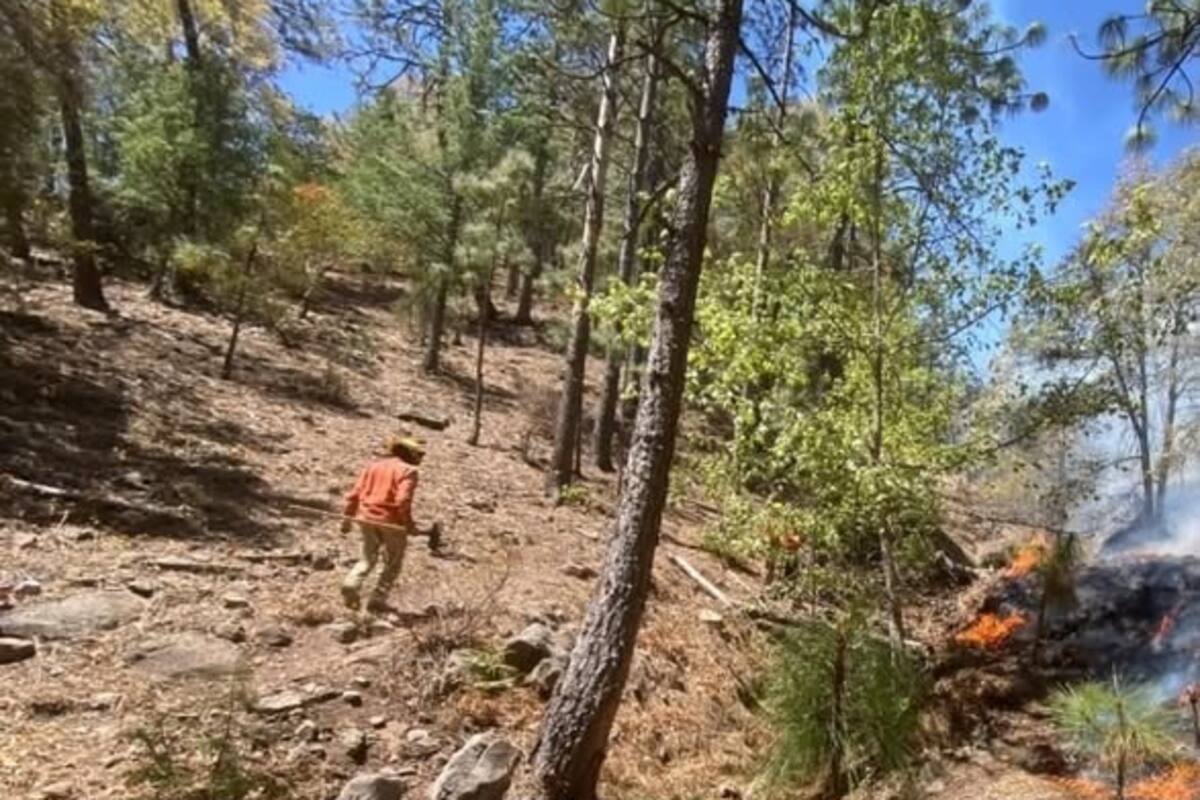 Avanza control de incendios forestales en Sonora: autoridades combaten cuatro siniestros activos
