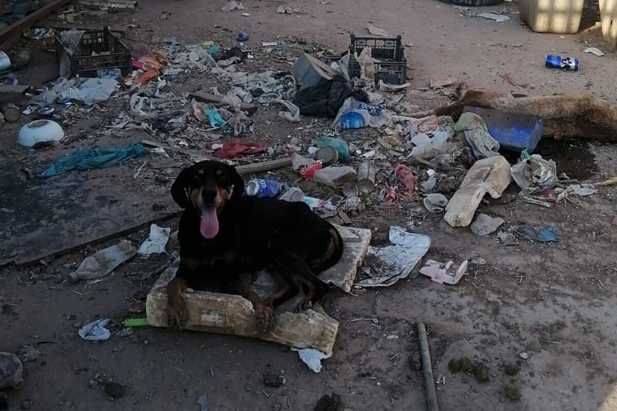Rescatan a perro de un domicilio en la colonia El Mezquital