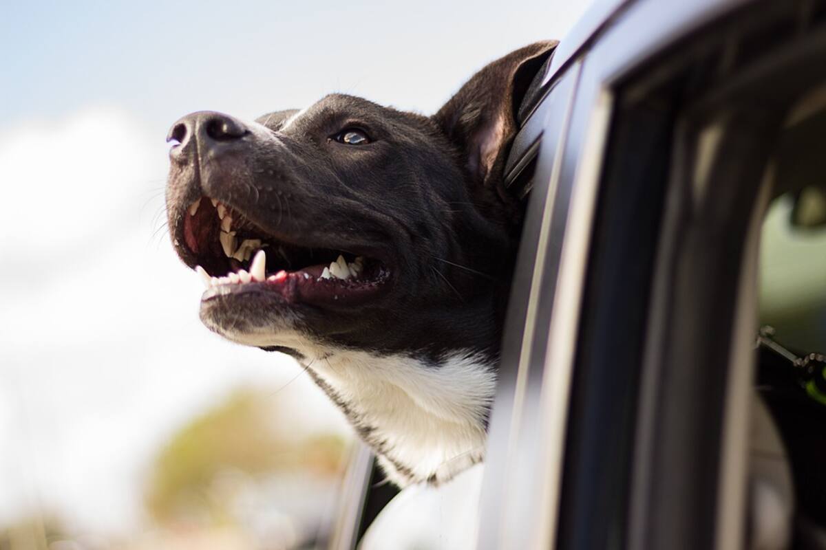 Reportera detiene a ladrón de perro