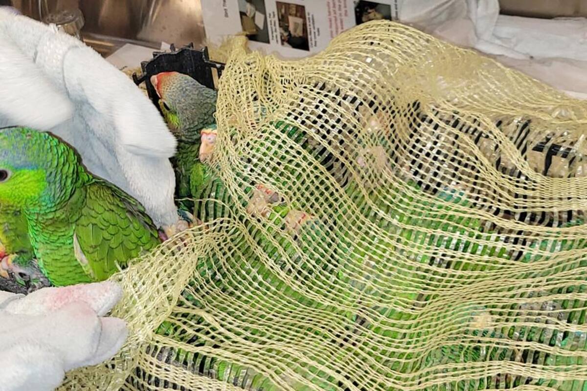 Descubren e incautan a 27 loros amazónicos en garita de Nogales