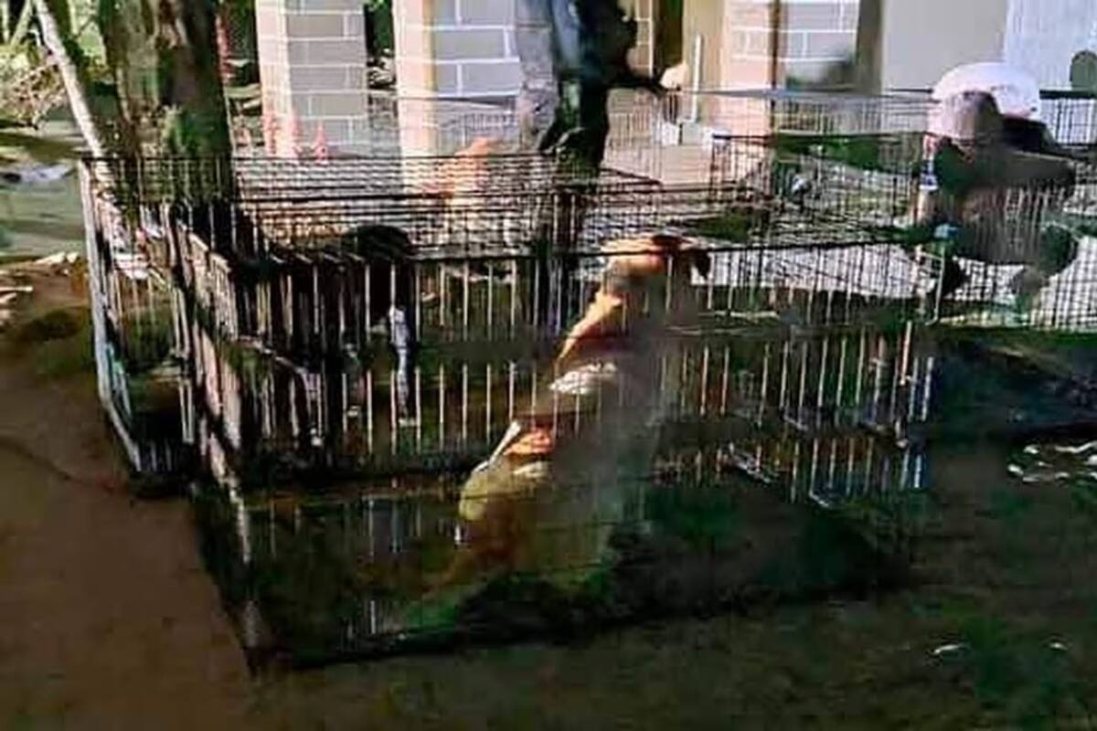 Turista estadounidense, la mujer que murió tras ataque de perros en San Felipe