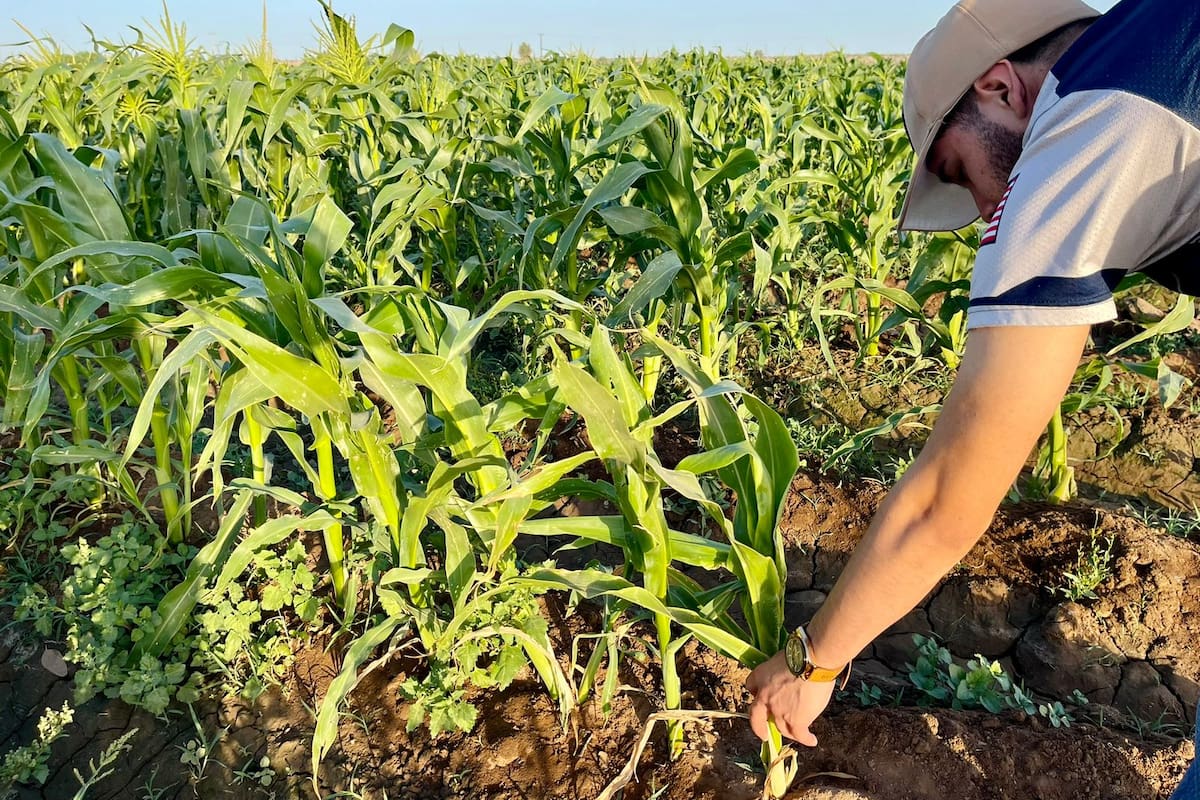 Caen 17.7% las actividades primarias en Baja California