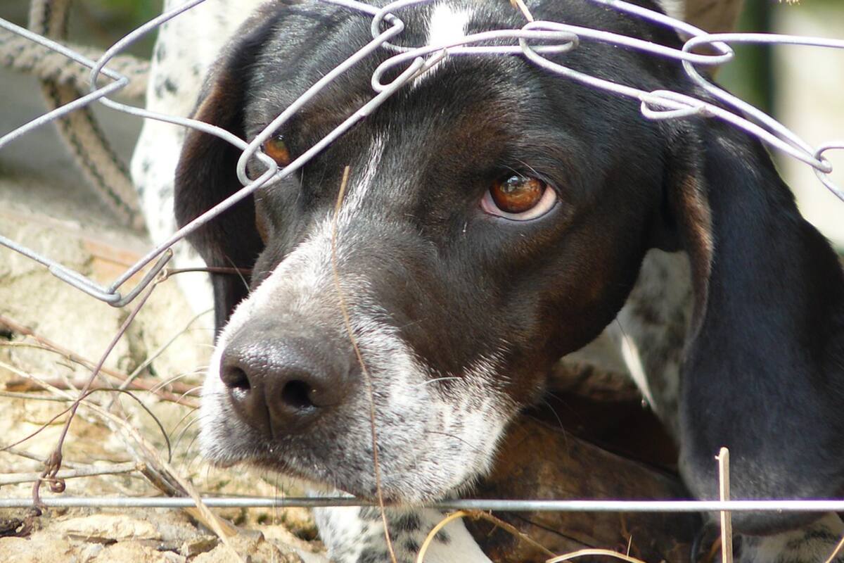 A diario en Cacyf Hermosillo reciben hasta10 reportes por maltrato animal