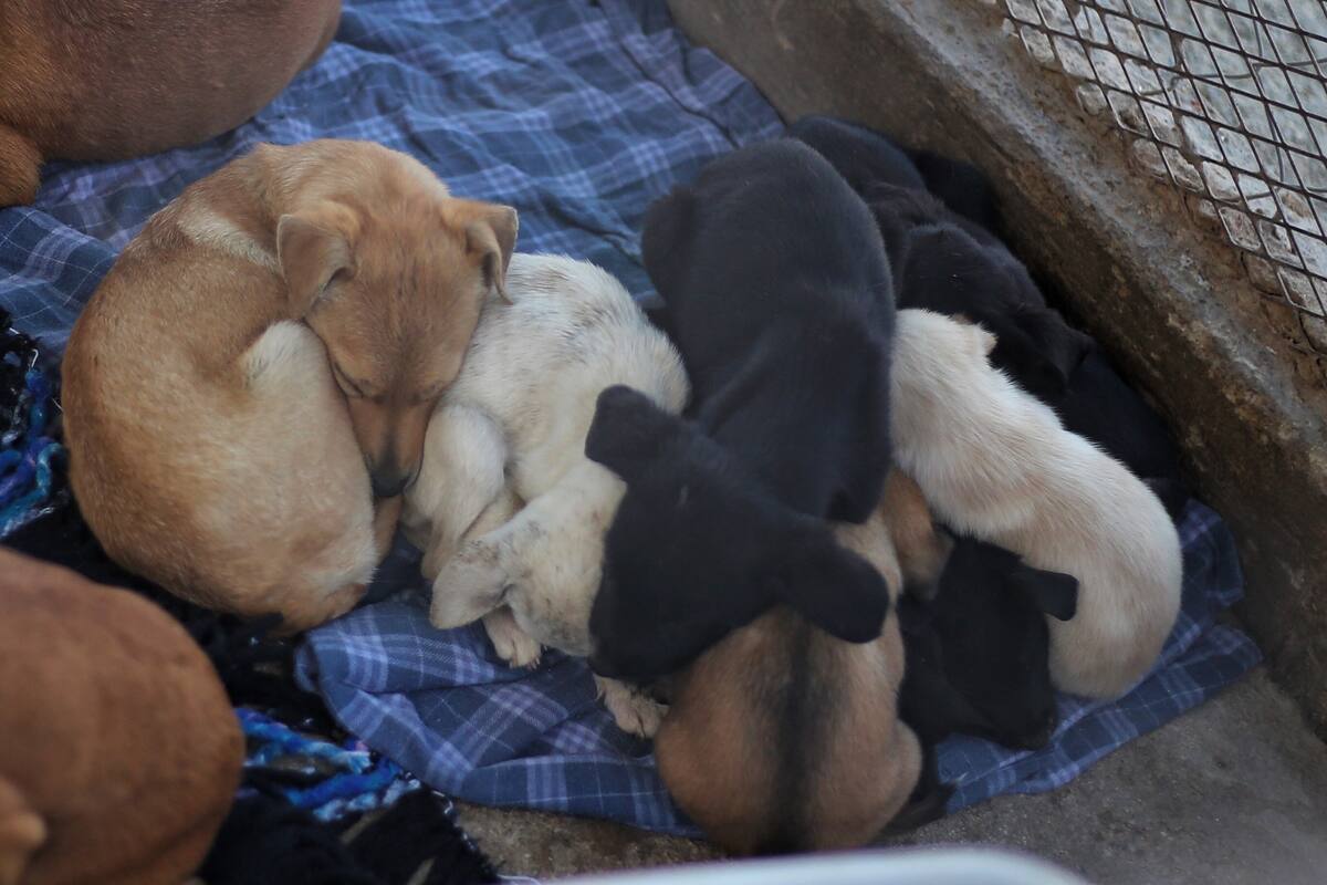 Captura Cemca de 15 a 17 perros callejeros al día