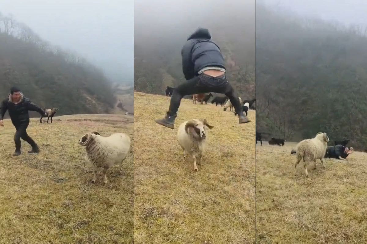 VIDEO: Hombre molestaba a chivo y tropezó, pero el animal no lo atacó, “Una bestia noble sólo admite victorias justas”